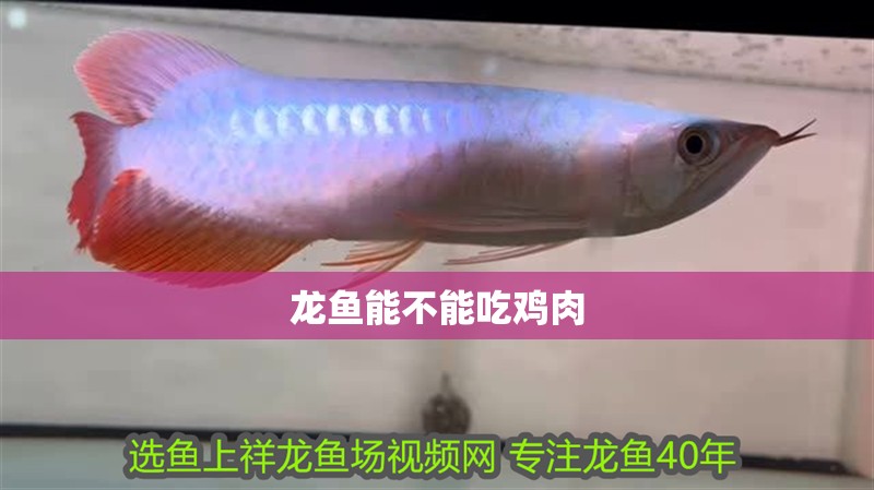 龍魚能不能吃雞肉