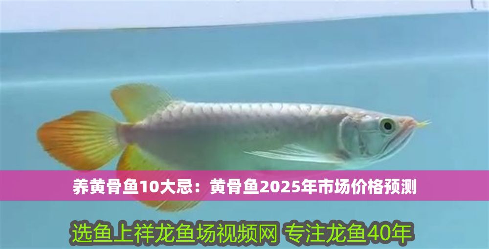 詳細閱讀:養黃骨魚10大忌:黃骨魚2025年市場價格預測 養黃骨魚10大忌:黃骨魚2025年市場價格預測