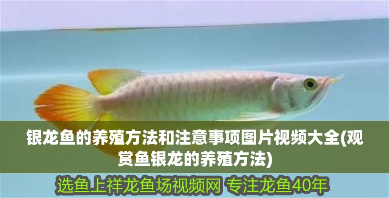 銀龍魚的養殖方法和注意事項圖片視頻大全(觀賞魚銀龍的養殖方法) 銀龍魚百科 第1張 銀龍魚的養殖方法和注意事項圖片視頻大全(觀賞魚銀龍的養殖方法) 銀龍魚的養殖方法和注意事項圖片視頻大全(觀賞魚銀龍的養殖方法) 銀龍魚百科 第1張