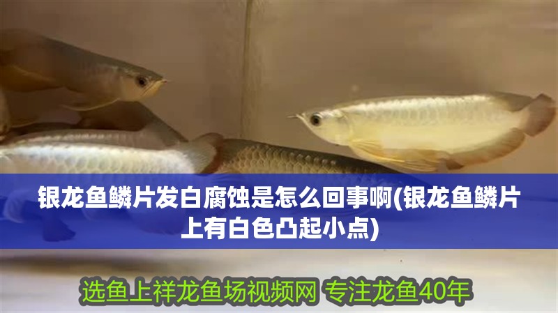 銀龍魚鱗片發白腐蝕是怎么回事啊(銀龍魚鱗片上有白色凸起小點)