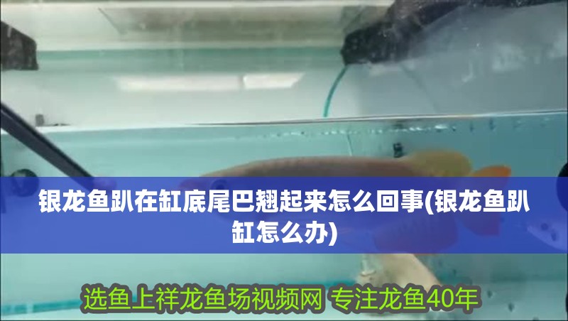 銀龍魚趴在缸底尾巴翹起來怎么回事(銀龍魚趴缸怎么辦)