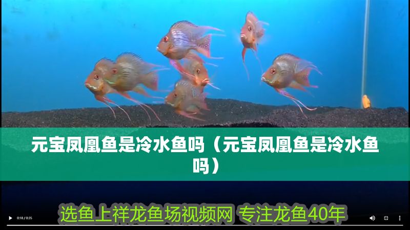 元寶鳳凰魚是冷水魚嗎（元寶鳳凰魚是冷水魚嗎）