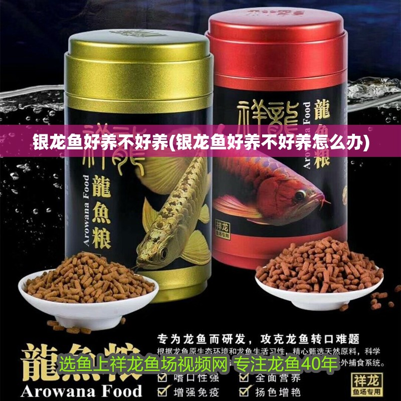 銀龍魚好養不好養(銀龍魚好養不好養怎么辦)