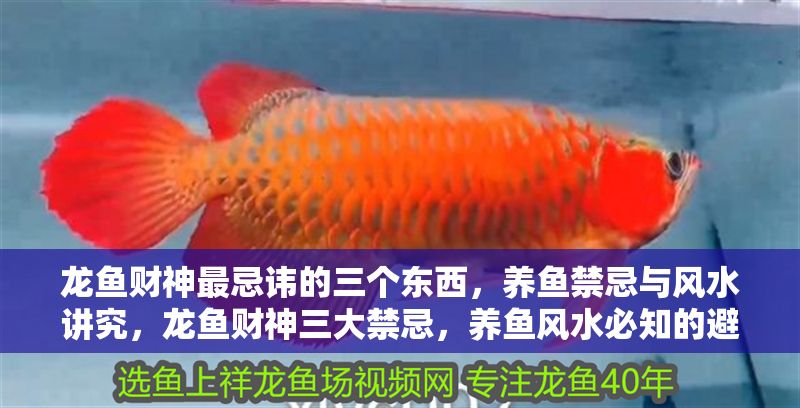 龍魚財神最忌諱的三個東西，養魚禁忌與風水講究，龍魚財神三大禁忌，養魚風水必知的避諱要點