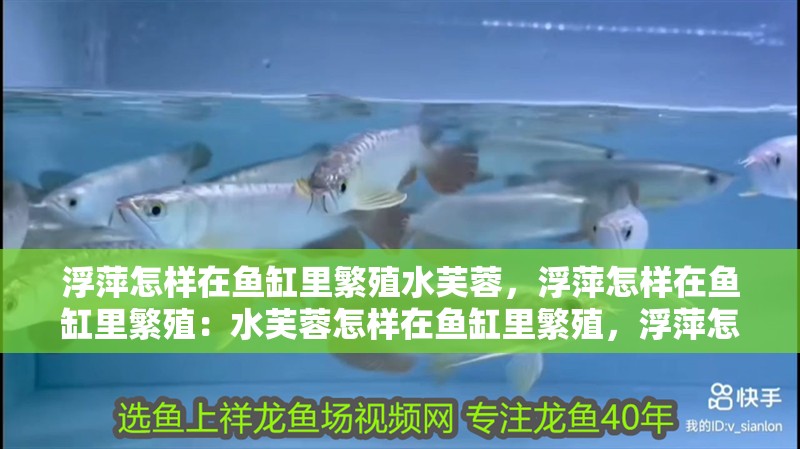 浮萍怎樣在魚缸里繁殖水芙蓉，浮萍怎樣在魚缸里繁殖：水芙蓉怎樣在魚缸里繁殖，浮萍怎樣在魚缸里繁殖浮萍