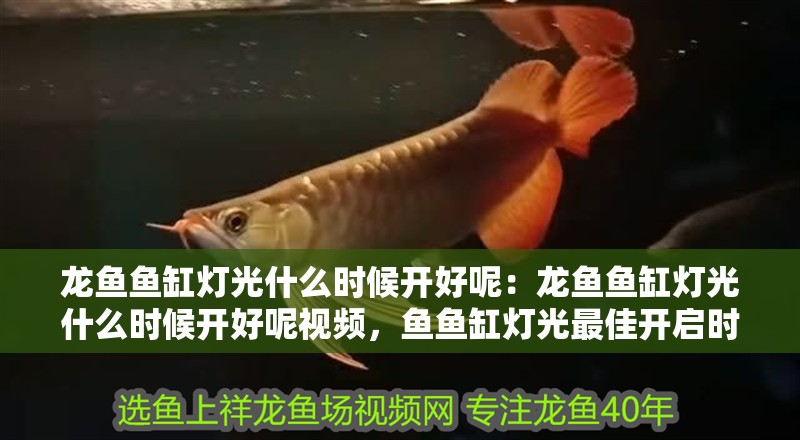 龍魚魚缸燈光什么時候開好呢：龍魚魚缸燈光什么時候開好呢視頻，魚魚缸燈光最佳開啟時間指南（附
