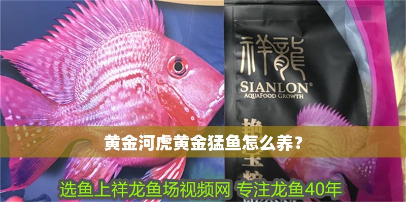 黃金河虎黃金猛魚怎么養？