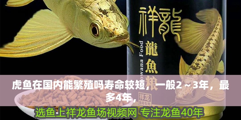 虎魚在國內(nèi)能繁殖嗎壽命較短，一般2～3年，最多4年，