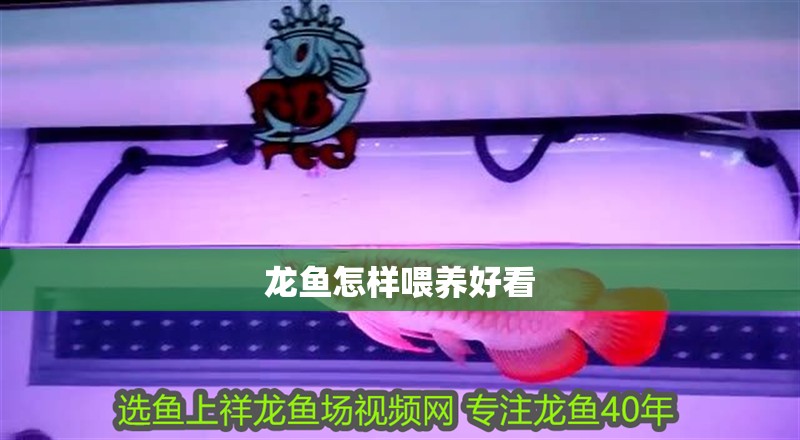 龍魚怎樣喂養好看