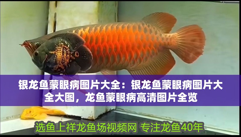 銀龍魚(yú)蒙眼病圖片大全：銀龍魚(yú)蒙眼病圖片大全大圖，龍魚(yú)蒙眼病高清圖片全覽