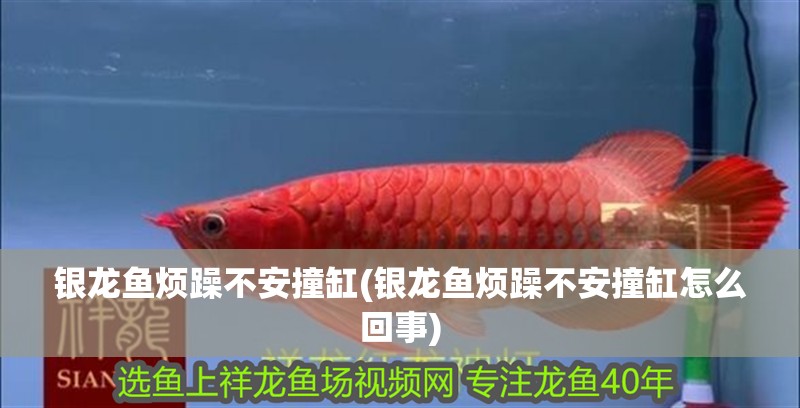 銀龍魚煩躁不安撞缸(銀龍魚煩躁不安撞缸怎么回事)
