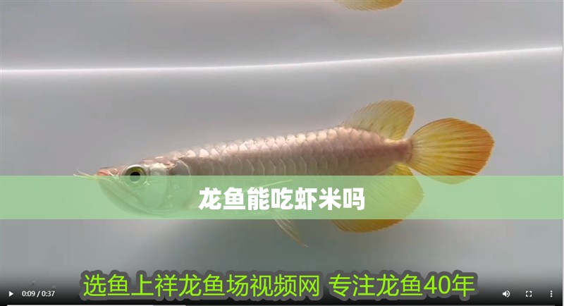 龍魚能吃蝦米嗎