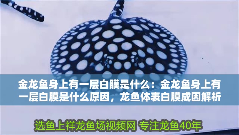 金龍魚身上有一層白膜是什么：金龍魚身上有一層白膜是什么原因，龍魚體表白膜成因解析