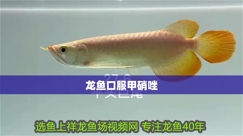 龍魚口服甲硝唑 龍魚口服甲硝唑 龍魚百科