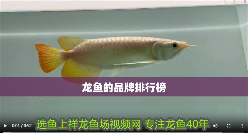 龍魚的品牌排行榜