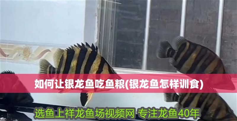 如何讓銀龍魚吃魚糧(銀龍魚怎樣訓食)