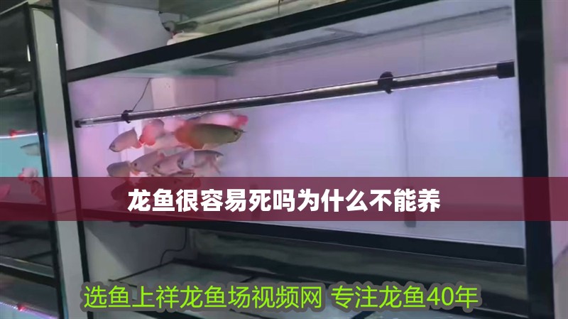 龍魚很容易死嗎為什么不能養