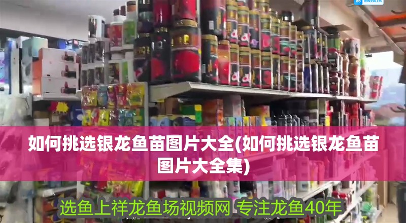 如何挑選銀龍魚苗圖片大全(如何挑選銀龍魚苗圖片大全集) 如何挑選銀龍魚苗圖片大全(如何挑選銀龍魚苗圖片大全集) 銀龍魚百科