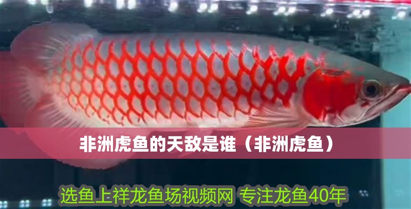 非洲虎魚的天敵是誰（非洲虎魚）