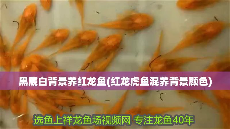 黑底白背景養紅龍魚(紅龍虎魚混養背景顏色)