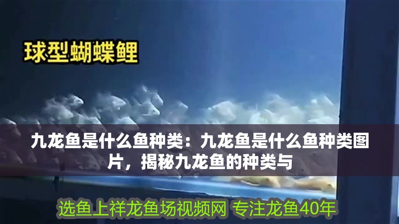 九龍魚是什么魚種類：九龍魚是什么魚種類圖片，揭秘九龍魚的種類與