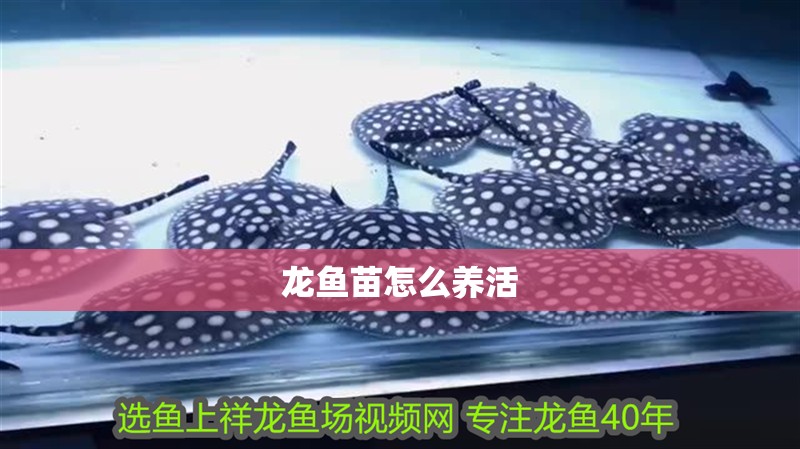 龍魚苗怎么養活