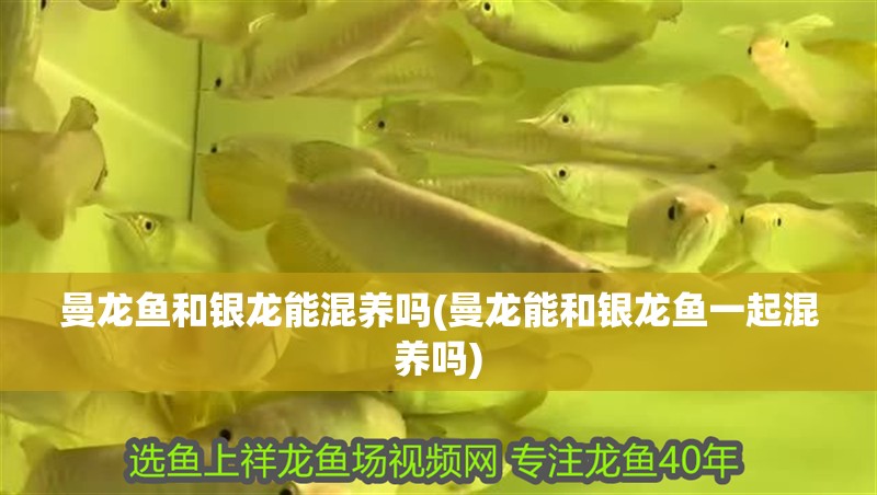 曼龍魚和銀龍能混養(yǎng)嗎(曼龍能和銀龍魚一起混養(yǎng)嗎)