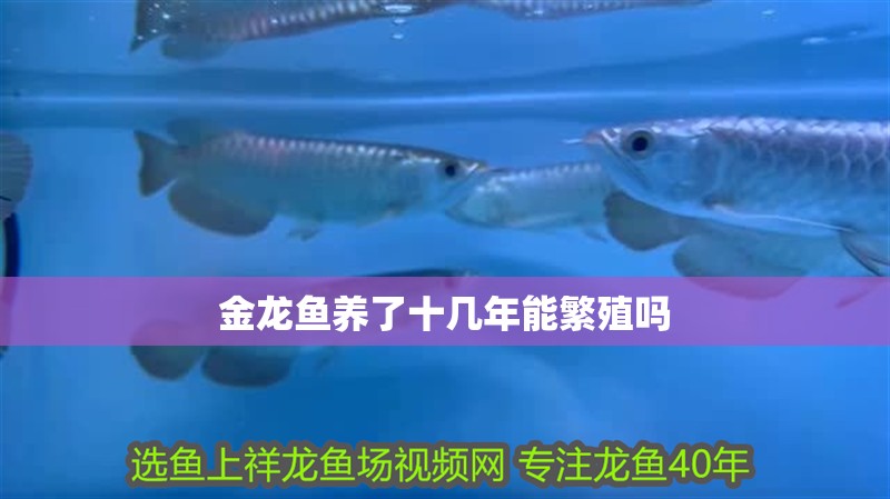 金龍魚養了十幾年能繁殖嗎