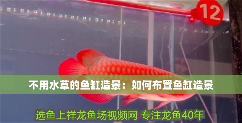 不用水草的魚缸造景：如何布置魚缸造景