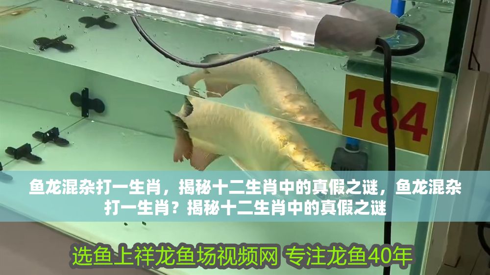 魚龍混雜打一生肖，揭秘十二生肖中的真假之謎，魚龍混雜打一生肖？揭秘十二生肖中的真假之謎