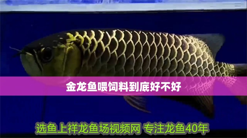 金龍魚喂飼料到底好不好 龍魚百科 金龍魚喂飼料到底好不好 金龍魚喂飼料到底好不好 龍魚百科