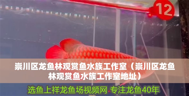 崇川區龍魚林觀賞魚水族工作室（崇川區龍魚林觀賞魚水族工作室地址）