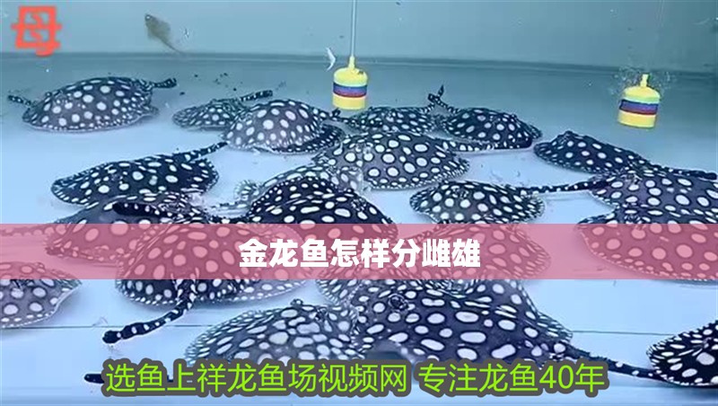 金龍魚怎樣分雌雄