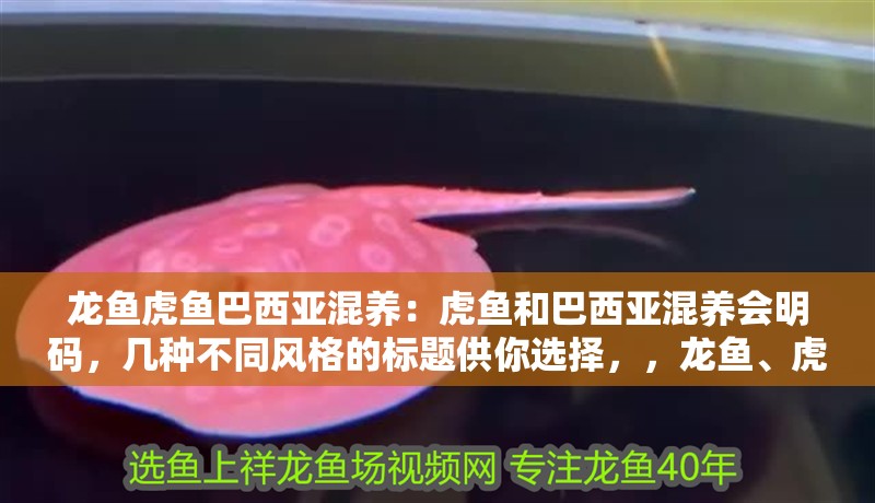 龍魚虎魚巴西亞混養:虎魚和巴西亞混養會明碼,幾種不同風格的標題供你選擇,,龍魚、虎魚與巴西亞混養,探尋虎魚和巴西亞混養之奧秘,聚焦!龍魚相伴下虎魚和巴西亞混養情況揭秘,龍魚領銜,看虎魚與巴西亞混養究竟會如何? 水族問答 龍魚虎魚巴西亞混養:虎魚和巴西亞混養會明碼,幾種不同風格的標題供你選擇,,龍魚、虎魚與巴西亞混養,探尋虎魚和巴西亞混養之奧秘,聚焦!龍魚相伴下虎魚和巴西亞混養情況揭秘,龍魚領銜,看虎魚與巴西亞混養究竟會如何? 龍魚虎魚巴西亞混養:虎魚和巴西亞混養會明碼,幾種不同風格的標題供你選擇,,龍魚、虎魚與巴西亞混養,探尋虎魚和巴西亞混養之奧秘,聚焦!龍魚相伴下虎魚和巴西亞混養情況揭秘,龍魚領銜,看虎魚與巴西亞混養究竟會如何? 水族問答