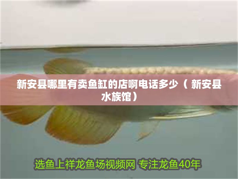 新安縣哪里有賣魚缸的店啊電話多少（ 新安縣水族館）