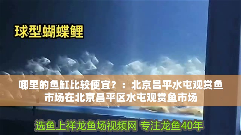 哪里的魚缸比較便宜？：北京昌平水屯觀賞魚市場在北京昌平區水屯觀賞魚市場