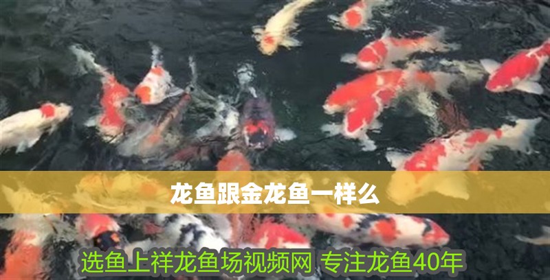 龍魚跟金龍魚一樣么