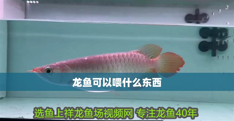 龍魚(yú)可以喂什么東西
