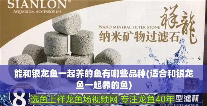 能和銀龍魚一起養的魚有哪些品種(適合和銀龍魚一起養的魚) 能和銀龍魚一起養的魚有哪些品種(適合和銀龍魚一起養的魚) 銀龍魚百科