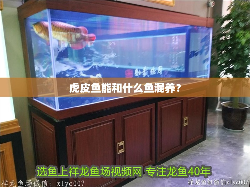 虎皮魚能和什么魚混養？