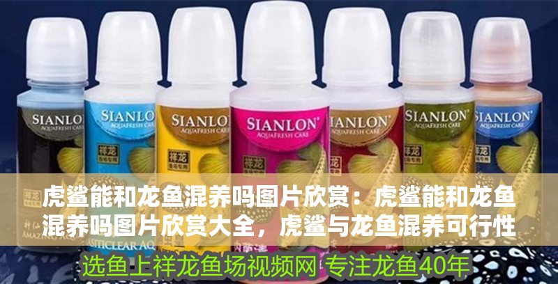 虎鯊能和龍魚混養嗎圖片欣賞：虎鯊能和龍魚混養嗎圖片欣賞大全，虎鯊與龍魚混養可行性及