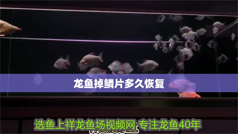 龍魚掉鱗片多久恢復