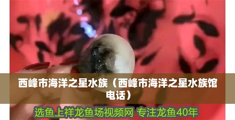 西峰市海洋之星水族（西峰市海洋之星水族館電話）