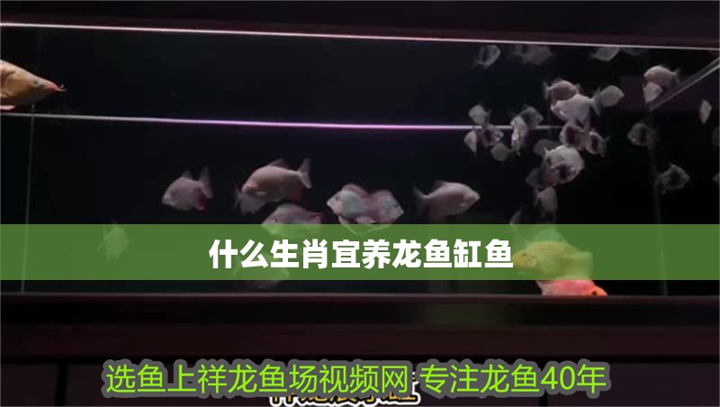 什么生肖宜養龍魚缸魚