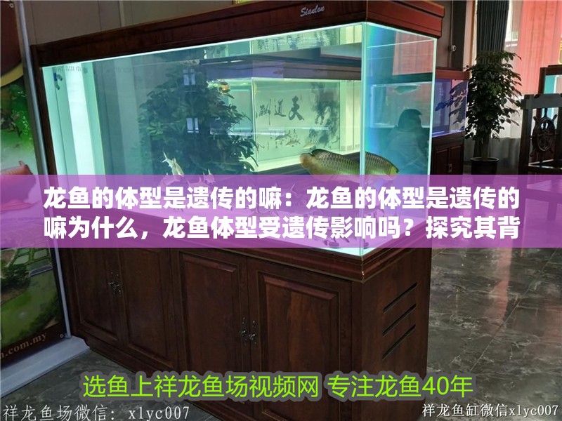 龍魚的體型是遺傳的嘛：龍魚的體型是遺傳的嘛為什么，龍魚體型受遺傳影響嗎？探究其背后的科學原理