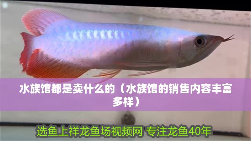 水族館都是賣什么的（水族館的銷售內容豐富多樣）