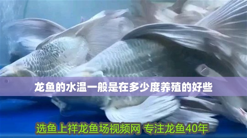 龍魚的水溫一般是在多少度養殖的好些