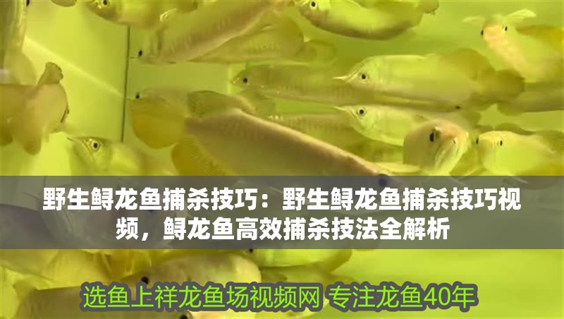 野生鱘龍魚捕殺技巧：野生鱘龍魚捕殺技巧視頻，鱘龍魚高效捕殺技法全解析