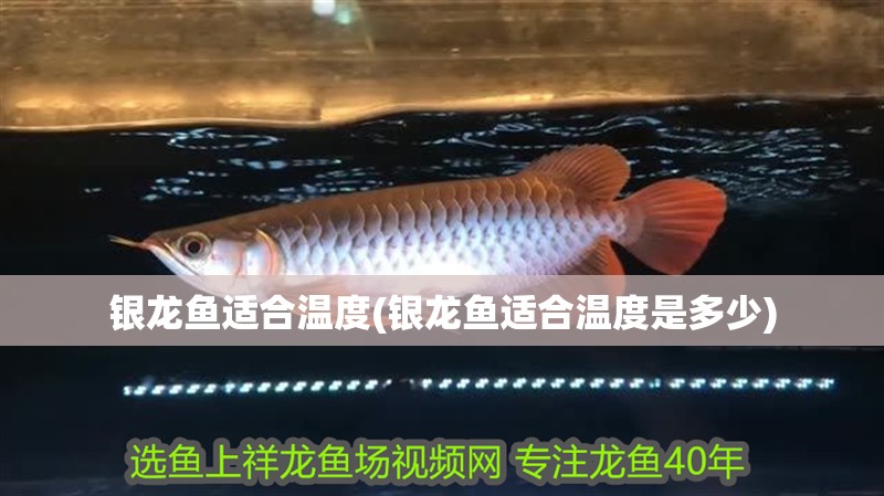銀龍魚適合溫度(銀龍魚適合溫度是多少) 銀龍魚適合溫度(銀龍魚適合溫度是多少) 銀龍魚百科