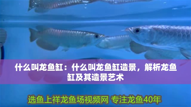 什么叫龍魚缸:什么叫龍魚缸造景,解析龍魚缸及其造景藝術 水族問答 什么叫龍魚缸:什么叫龍魚缸造景,解析龍魚缸及其造景藝術 什么叫龍魚缸:什么叫龍魚缸造景,解析龍魚缸及其造景藝術 水族問答